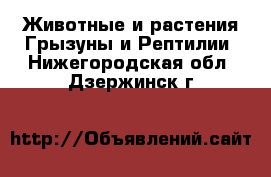 Животные и растения Грызуны и Рептилии. Нижегородская обл.,Дзержинск г.